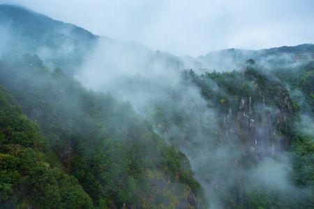 自然风光,雾,航拍,云雾,森林,山川,俯瞰,植物,树木,天空