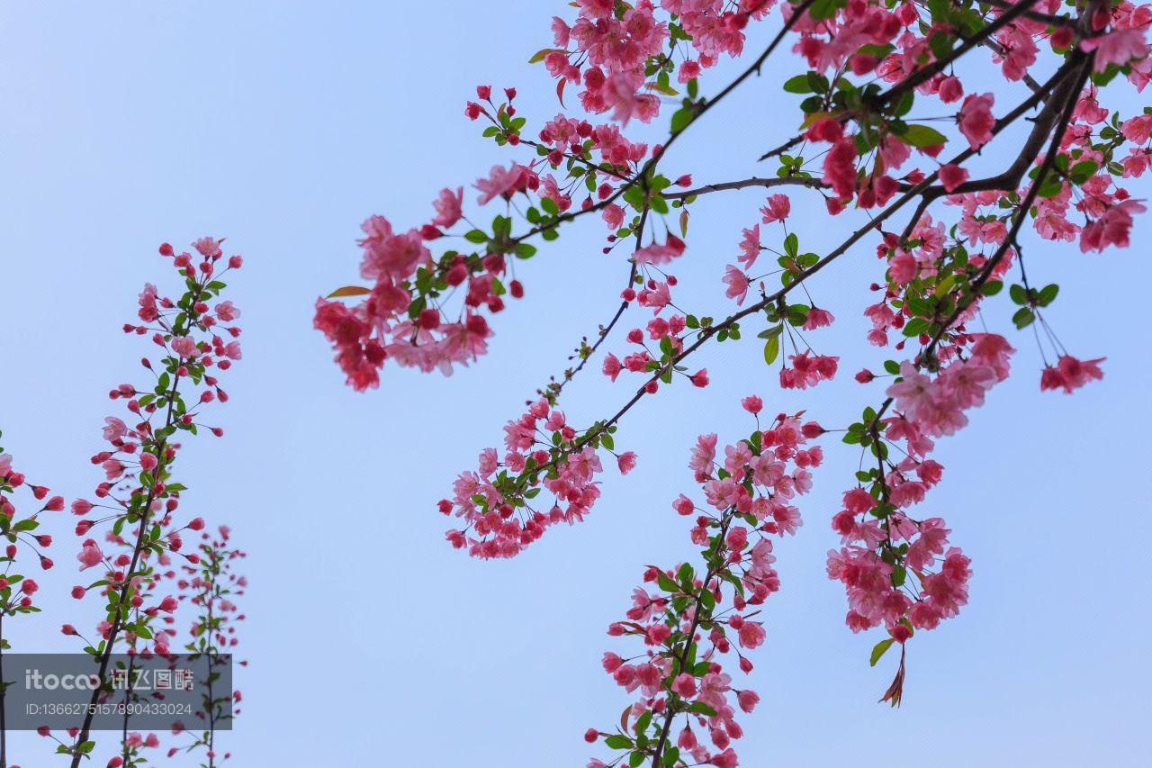 花,特写,生物