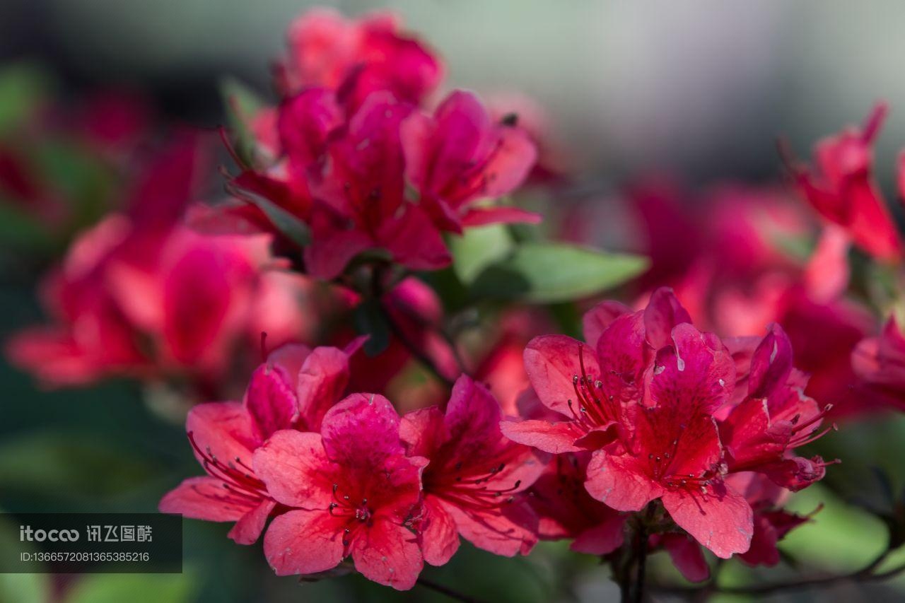 特写,植物,花