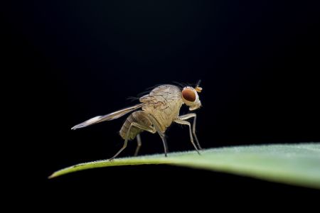 节肢动物,昆虫类,虫子,动物,生物,昆虫,特写