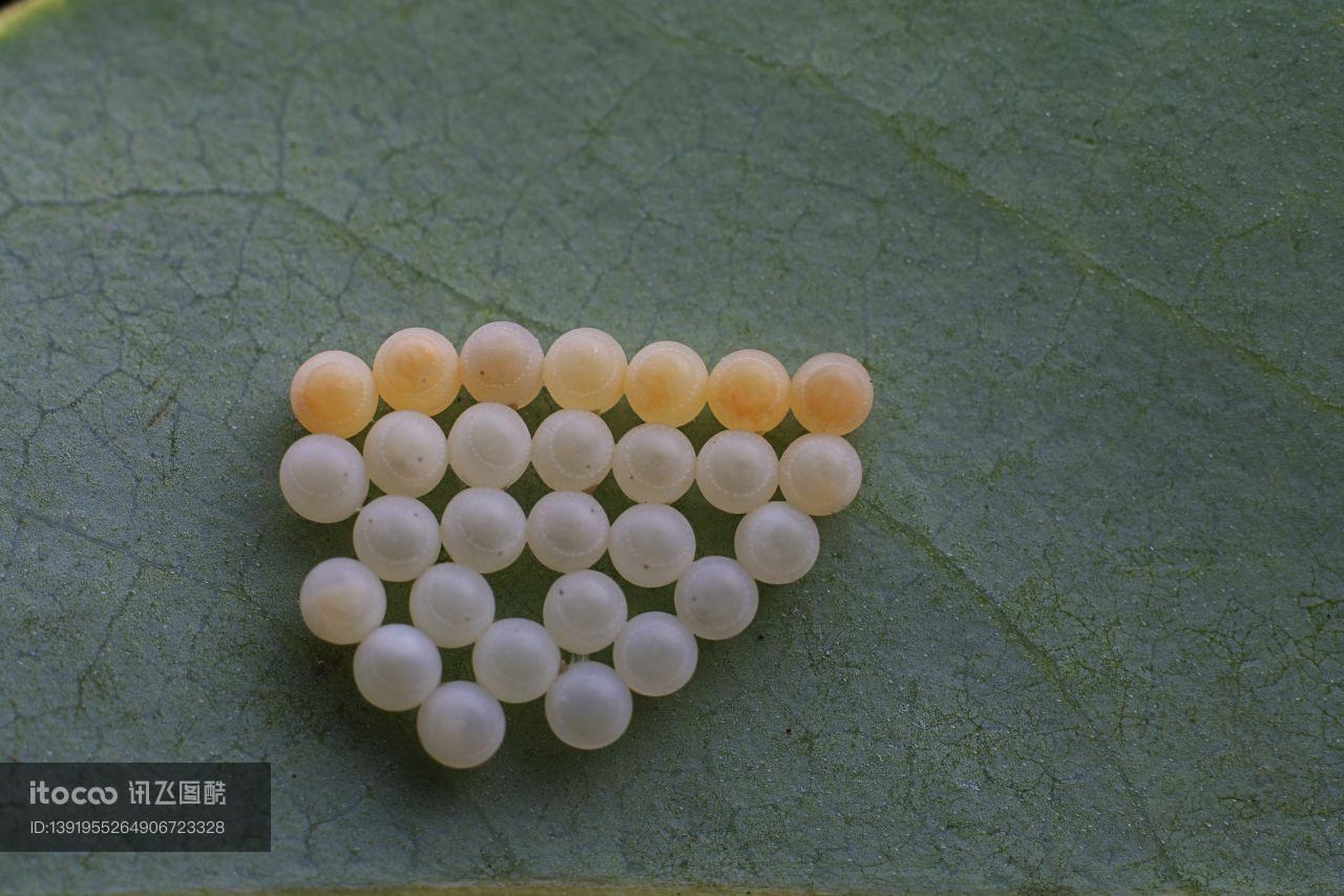 特写,虫卵,生物