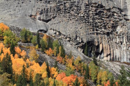 山川,植物,高原,自然风光,森林,树叶,树木,中国,新疆