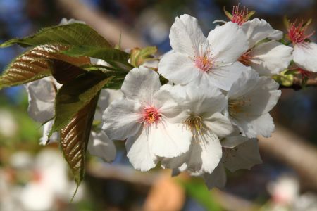 自然风光,植物,花,玉渊潭,中国,北京