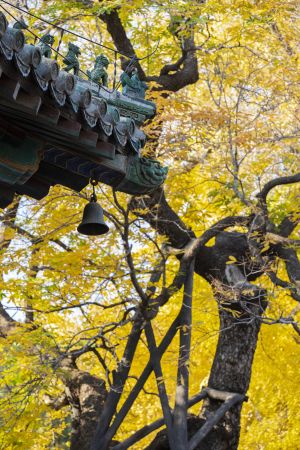 北京,秋天,植物,树木,城镇,生物,飞檐
