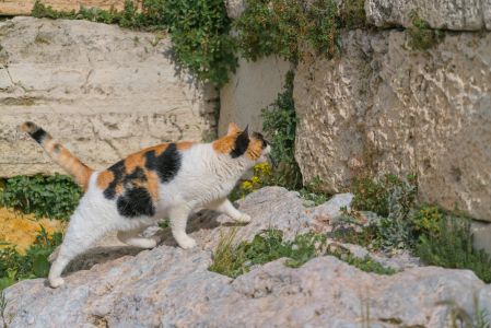 岩石,猫,自然风光,生物,动物,哺乳动物