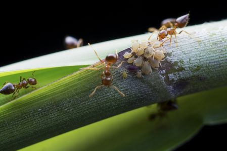 蚂蚁,节肢动物,生物,动物,特写,植物,昆虫