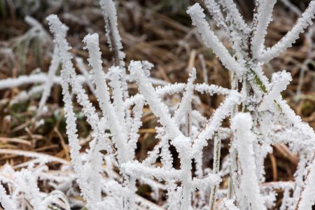 自然风光,冬天,植物,冰雪