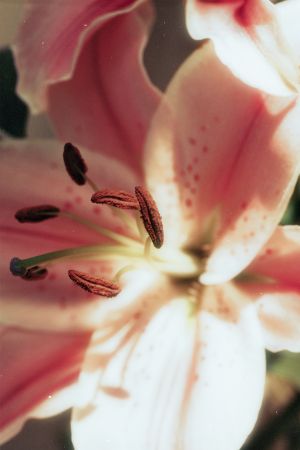 特写,花,植物,百合,花蕊,粉百合,生物,雌蕊