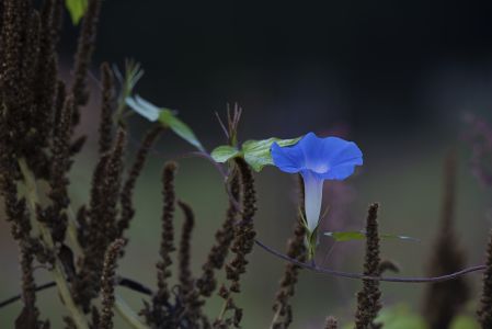 植物,喇叭花,蓝色喇叭花,生物