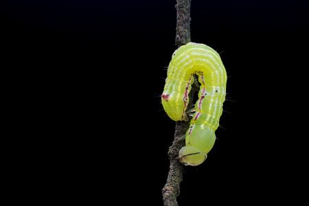 昆虫,节肢动物,昆虫类,动物,生物,特写,微距