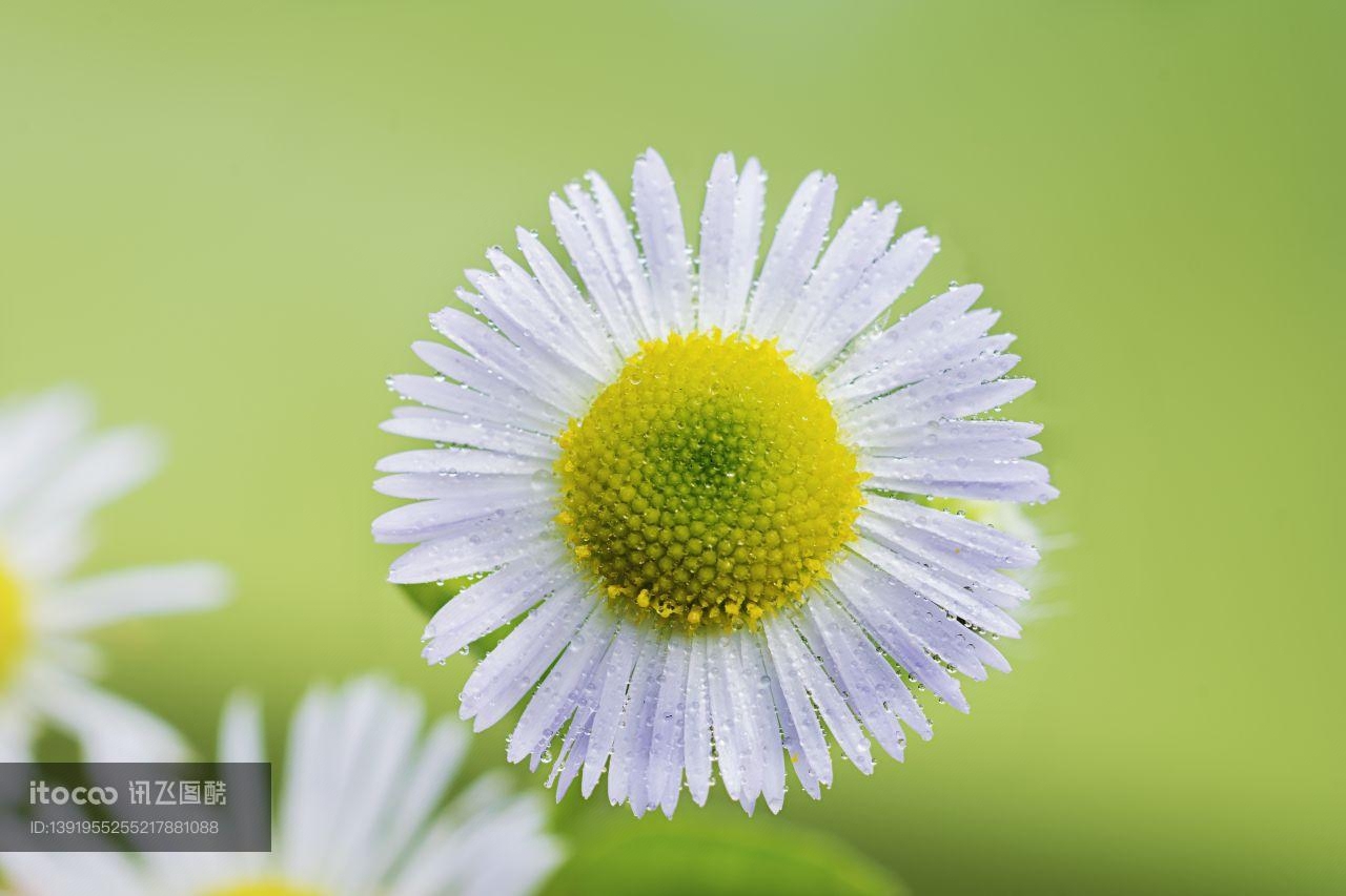 特写,雏菊,白花