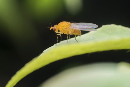 生物,昆虫,蝇,特写,动物,树叶,青草,户外,自然,田园风光,环境,植物