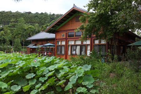 植物,莲叶,建筑,城镇,自然风光,树木