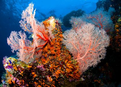 珊瑚,自然风光,生物,海洋,特写,植物,动物,海扇