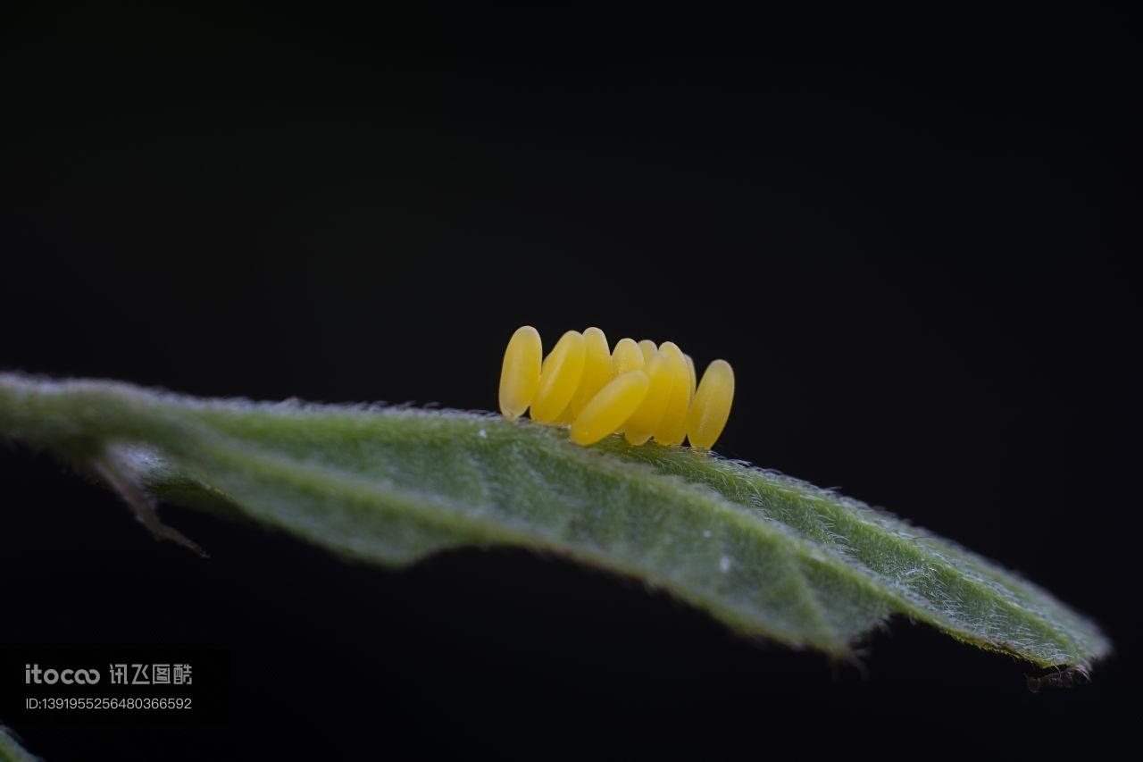 特写,青草,花