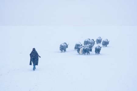 雪,自然风光,动物,哺乳动物,牛