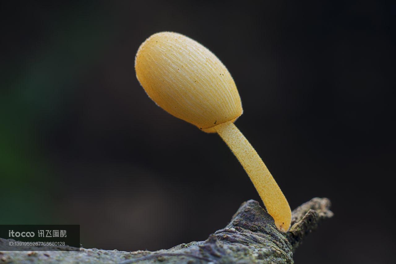 生物,蘑菇（块菌）,特写