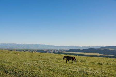 草原,动物,自然风光,马,平原,生物