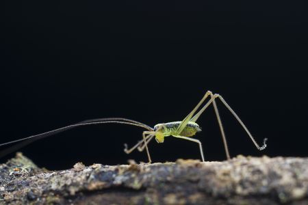特写,黑色背景,生物,动物,昆虫