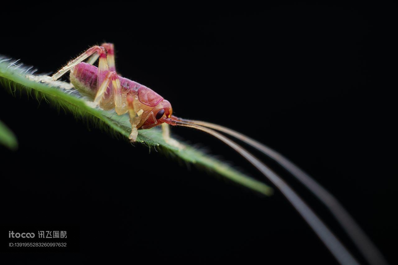 生物,昆虫,蝗虫