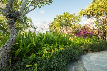 植物,树木,树,自然公园,国外,自然风光,成片种植,印度尼西亚