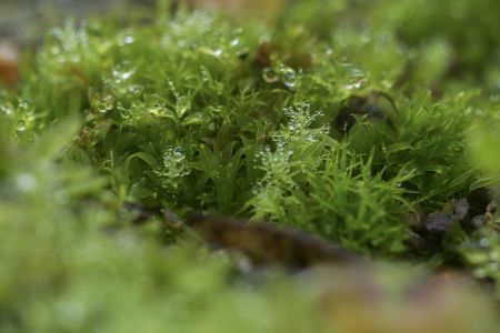 生物,青草,露水 ,自然,环境,户外,季节,特写,植物