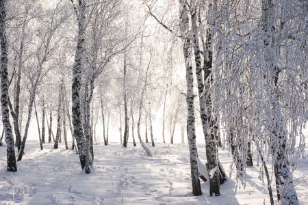 树,枯枝,冰雪,植物,自然风光,特写,国外,俄罗斯