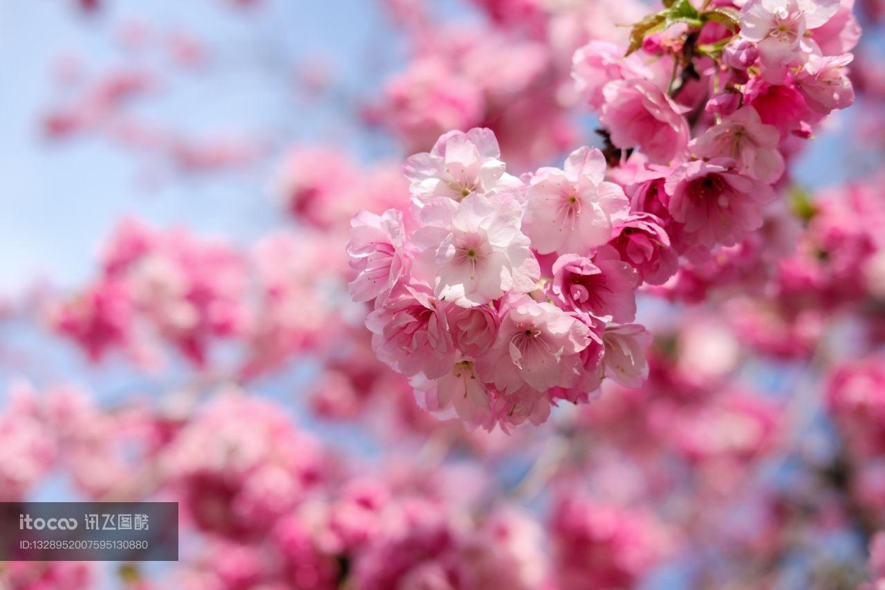 花,春天,特写