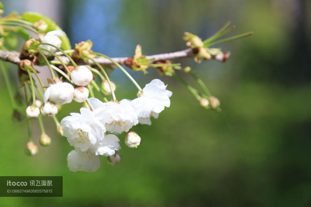 花,特写,生物