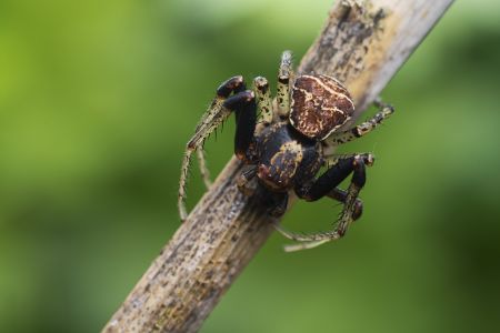 昆虫,节肢动物,虫子,昆虫类,动物,生物,特写