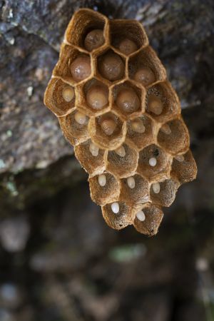 虫卵,自然风光,生物,动物,昆虫