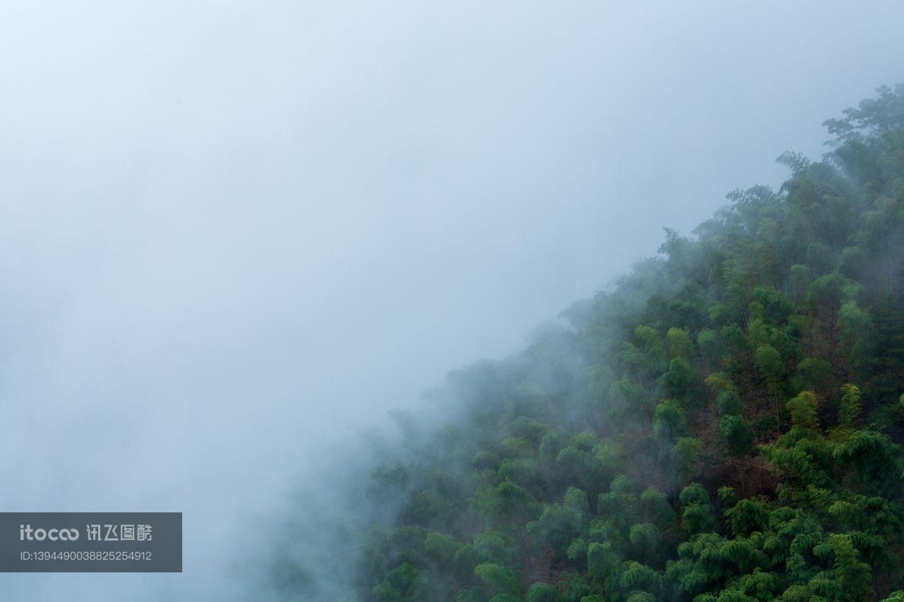 云雾,自然风光,森林