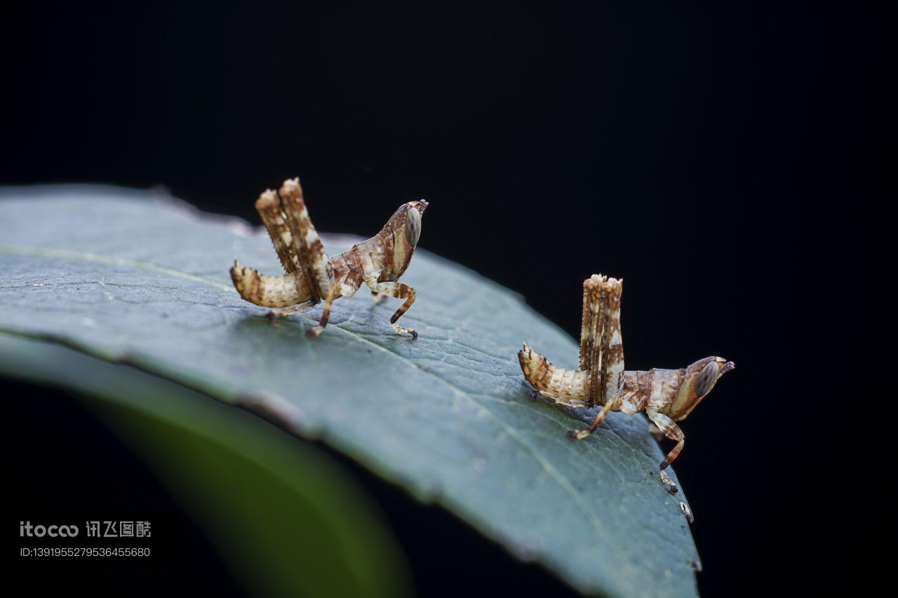 生物,昆虫,树木