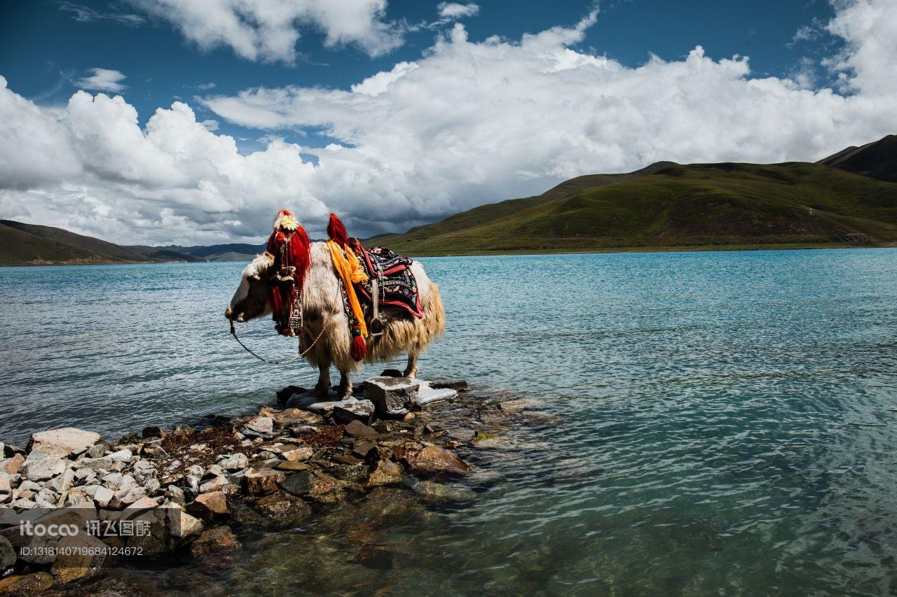 西藏,羊卓雍措,牦牛
