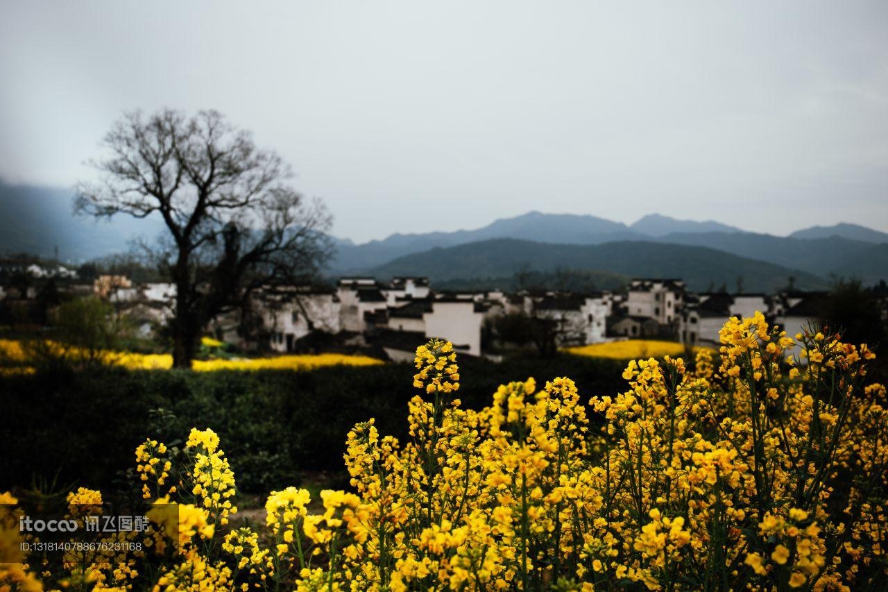 安徽,花,景点