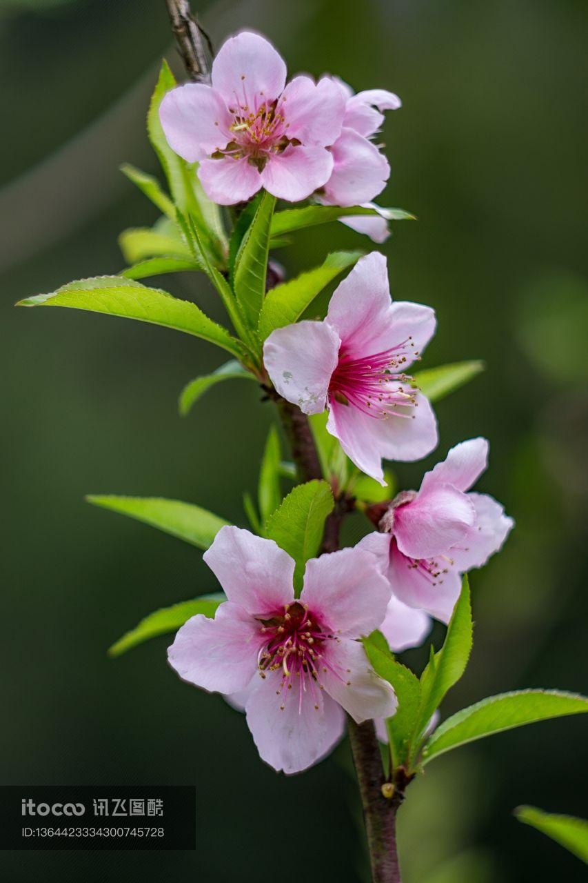 花,特写,植物