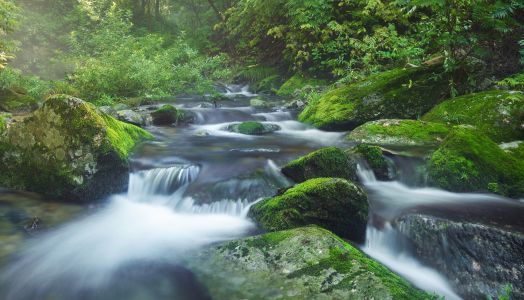 江河,自然风光,植物,岩石,树木,地衣