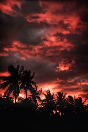 自然风光,仰拍,天空,霞光,植物,树木,乌云