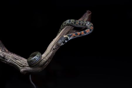 蛇,生物,爬行动物,动物,特写,微距