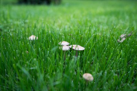 青草,草原,蘑菇,植物,自然风光,特写