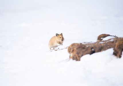 冬天,动物,哺乳动物,小仓鼠,雪地,自然风光,生物,特写,哺乳类,鼠兔,蹄兔,松鼠
