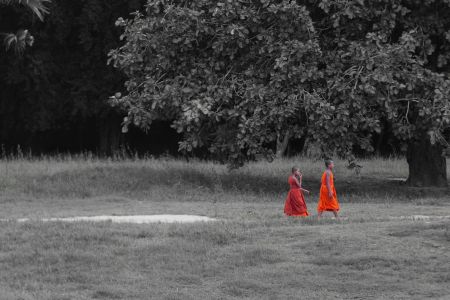 树,国外,自然风光,树叶,树木,建筑,植物,柬埔寨