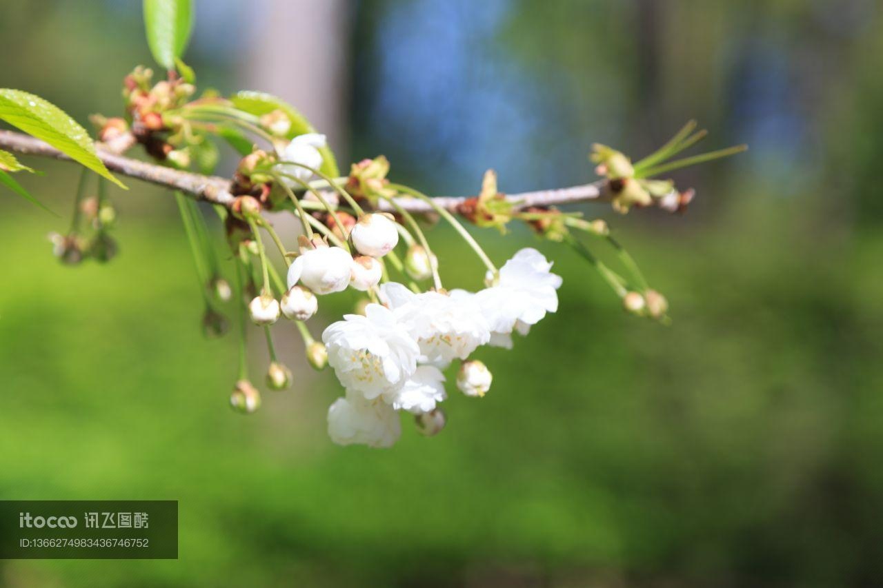 花,特写,生物