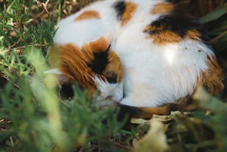动物,猫,哺乳动物,生物,特写