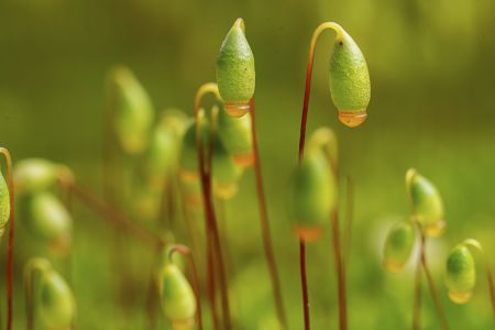 生物,葫芦藓,特写,田园风光,青草,自然,环境,户外,植物