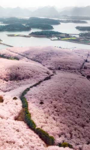 俯瞰,自然风光,森林,植物,花,树木,江河,天空,山川