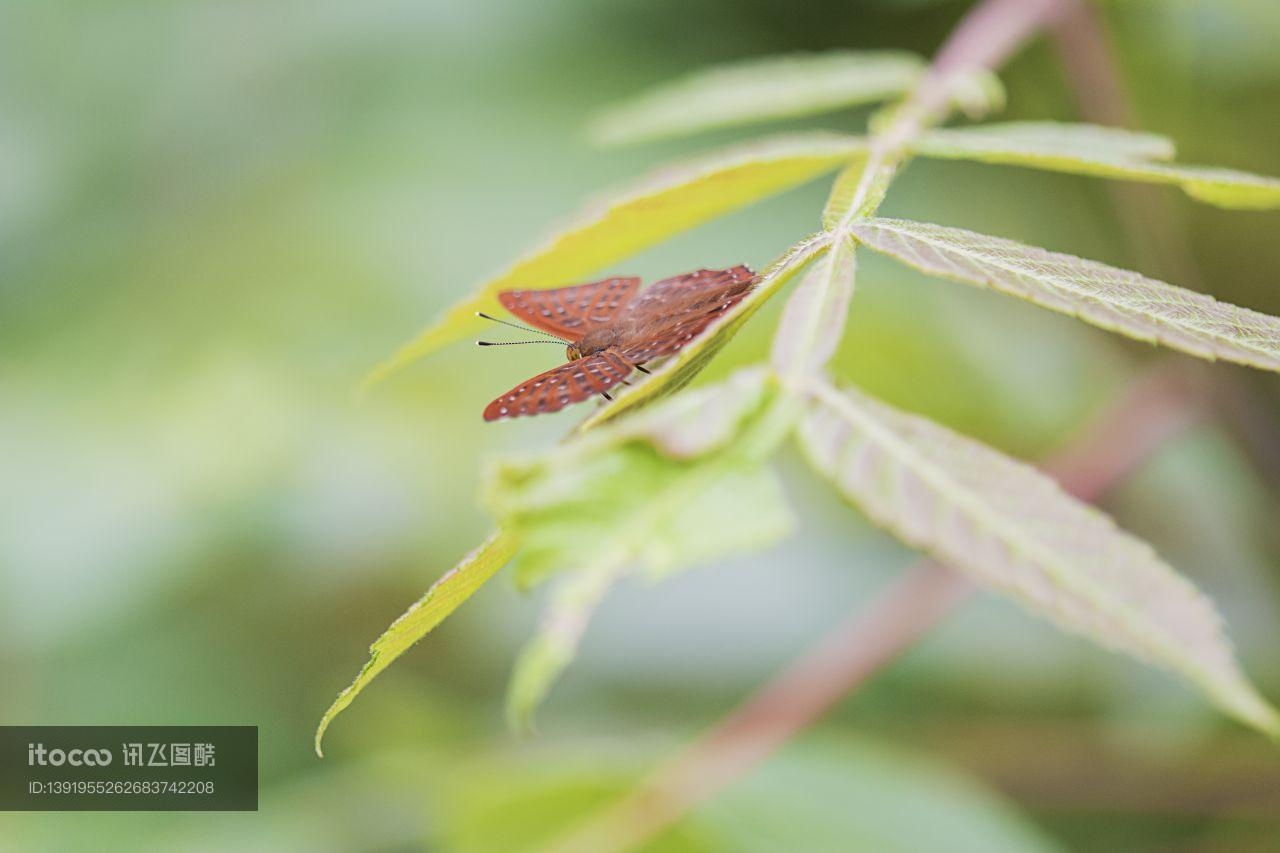 特写,蝴蝶,生物