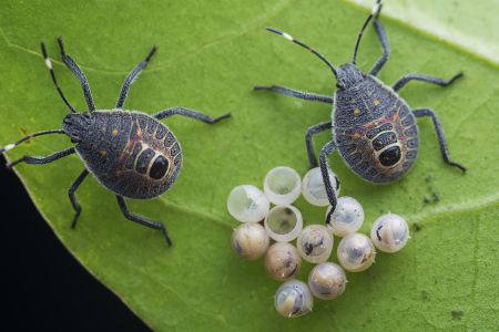 特写,虫卵,生物,动物,昆虫,植物,树叶