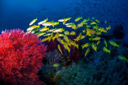 珊瑚,自然风光,生物,海洋,特写,植物,鱼类,动物,海底世界