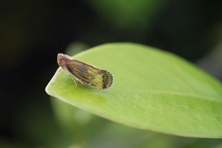 昆虫,昆虫类,节肢动物,动物,特写,微距,生物